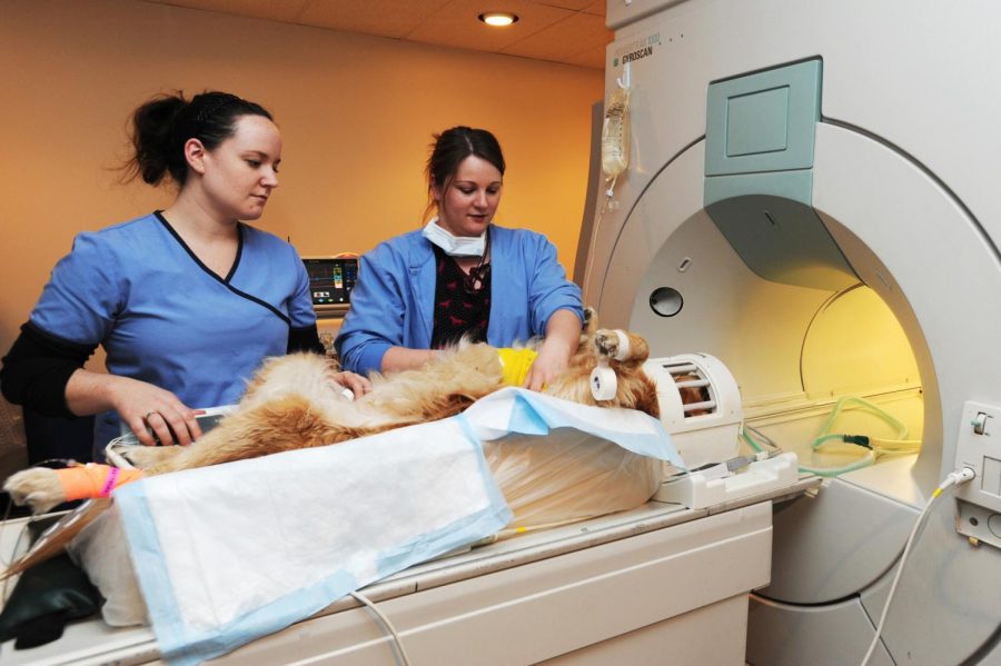 Veterinary MRI Machines
